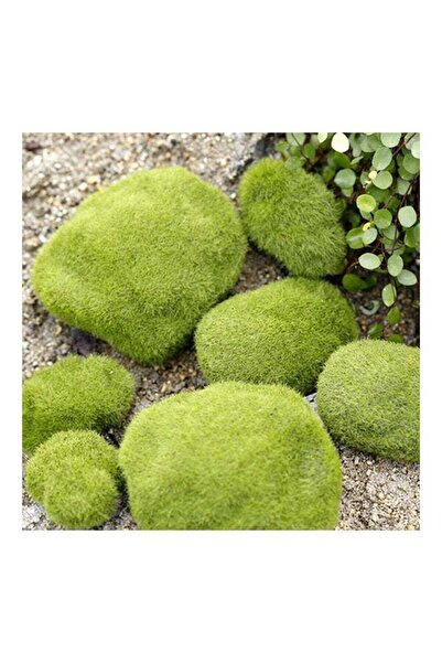 DOMEET 12pcs Maston Bryophyte Stone Green 10centimeter