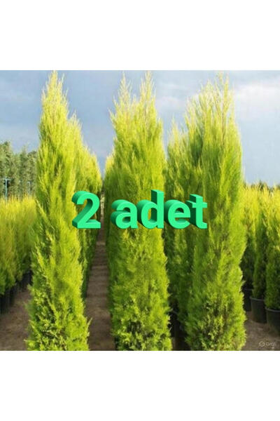 AgroFidancılık Tüplü Limon Servi 130-150 Cm Çam Ağaci 2 Li