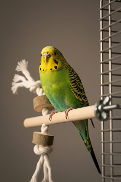 Alyones Ahşap Kuş Tüneği | Halat ve Halkalı 15 cm Kuş Perchesi | Papağan & Kü...