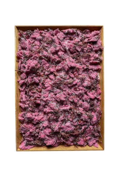 YABANEEZ SAKURA FLOWER "GFC"