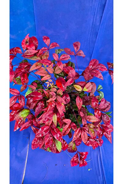 NAN BAMBU NANDİNA DIŞ MEKAN