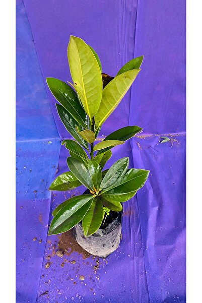 ML MANOLYA ÇİÇEĞİ