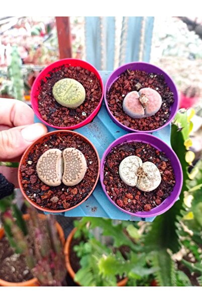 cantropikal Lithops 4 Farklı Yaşayan Taş Seti. 5,5.cm çaplı saksıda - Taş Kak...