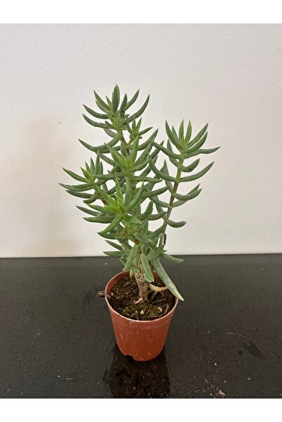 Arslanfidan Crassula Tetragona Sukulent