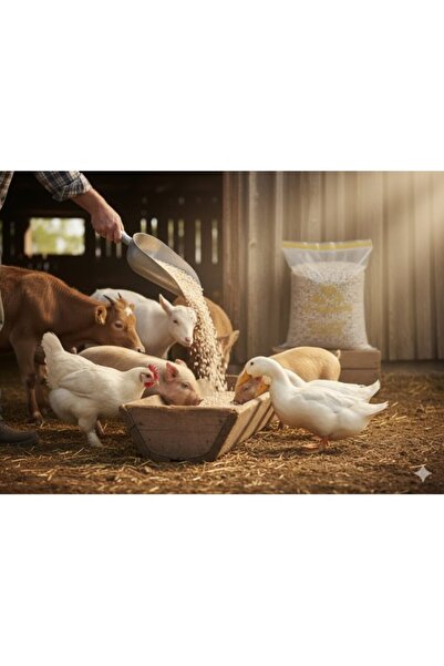 Golden cat Premium Safflower Seeds (Cardi/Cardisaat) Bird Food (10Kg)