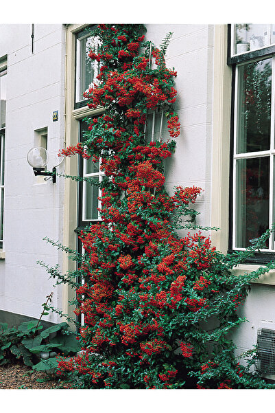 AnkaBahçe Saksılı Ateş Dikeni Fidanı Kuş Elması Kırmızı Meyveli