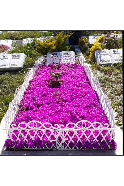 Köy Tohumları 100 Adet Tohum Nadir Japon Asterix Asteriks Kabir Mezarlık Meza...