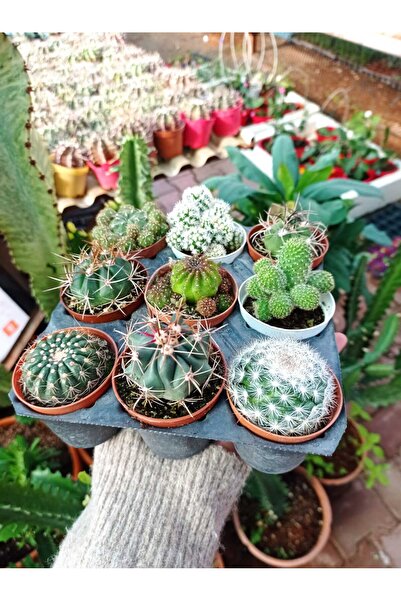 cantropikal 9'lu Kaktüs Set - 5,5.cm.çaplı saksıda - Fotoğraftakileri Gönderi...