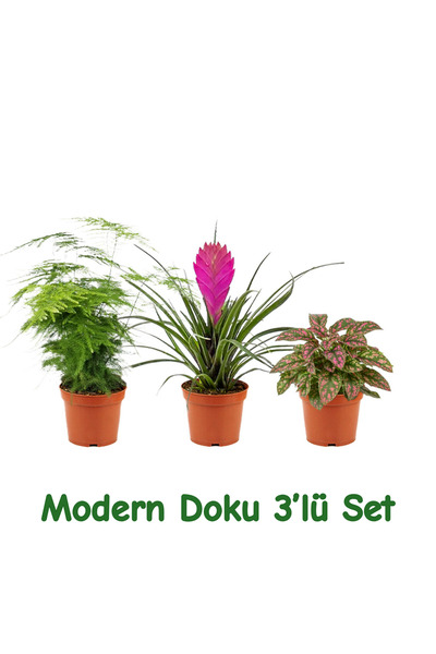 gardenkoala Modern Doku 3'lü Bitki Seti – Asparagus, Tillandsia & Hypoestes (...