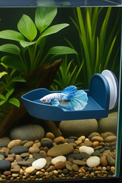 Akvaryum Beta Dinlenme Alanı ⬢ Tekne Şeklinde ⬢ Mavi ⬢ Beta Halfmoon , Dişi B...