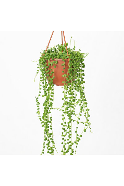 Tomurcuk Trend String of Pearls (Senecio) – Sarkıcı Sukulent