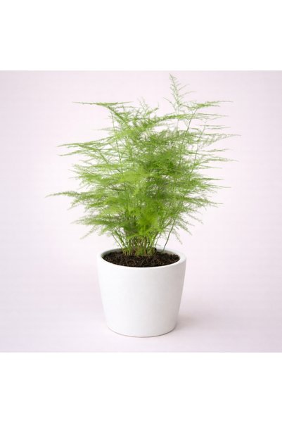Tomurcuk Trend Asparagus (Kuşkonmaz) – Dekoratif Salon ve Ofis Bitkisi