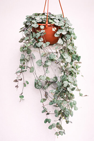 Tomurcuk Trend String of Hearts (Ceropegia) – Sarkıcı Kalp Yapraklı Canlı Bitki