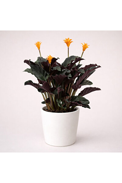 Tomurcuk Trend Calathea Crocata – Turuncu Çiçekli Dekoratif Salon Bitkisi