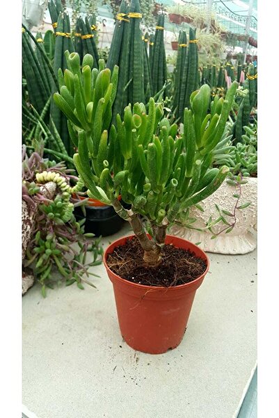 Genel Markalar Crassula Gollum Shrek Kulağı Bonsai Gelişmiş Sukulent Şirek Ku...