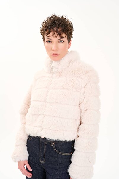 QUİZAS Italian, Short Fur