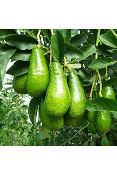 TABER Aşılı Wurtz (Bodur)-(Little Cado) Avokado Fidanı 50-70 cm - Tüplü Saksı...