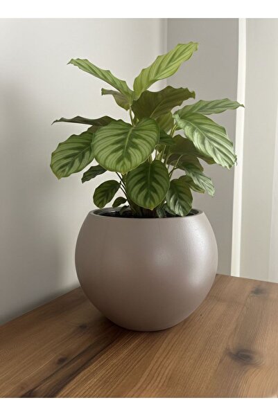 esm vase DEKORATİF KÜRE SAKSI 20X20