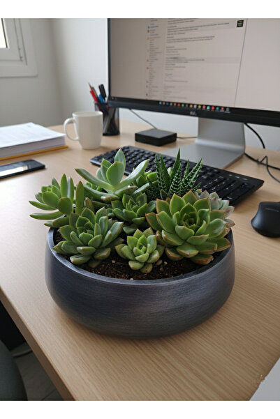 Gold Garden Beton saksı sukulent teraryum arajman çiçek saksısı renk:Antik Gü...