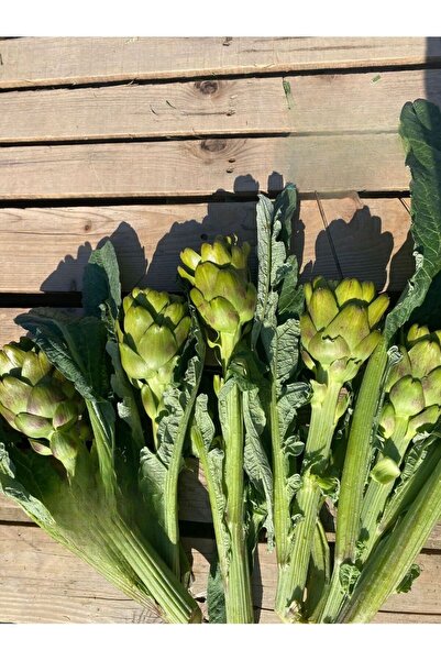 enginar mevsimi "tarladan sofranıza, doğru adres" Dalından (SOYULMAMIŞ) Taze ...