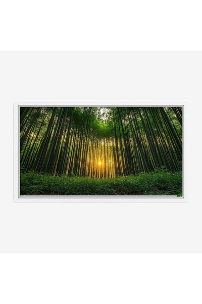 Tajridhome لوحة غابات - أشجار خضراء - ضوء الشمس - هادئ - لوحات طبيعة - لوحات ...