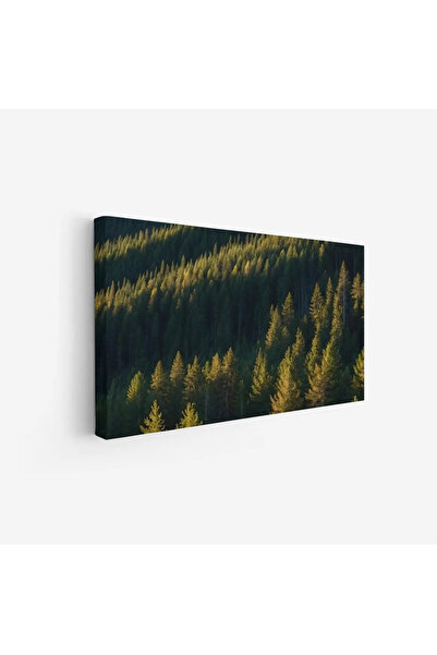 Tajridhome لوحة غابات - أشجار خضراء - إضاءة طبيعية - هادئ - لوحات طبيعة - لوح...