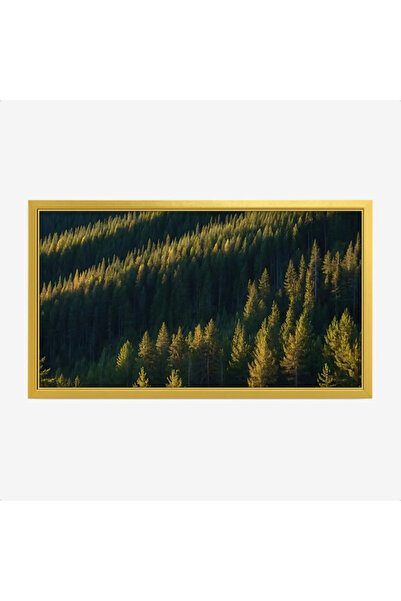 Tajridhome لوحة غابات - أشجار خضراء - إضاءة طبيعية - هادئ - لوحات طبيعة - لوح...