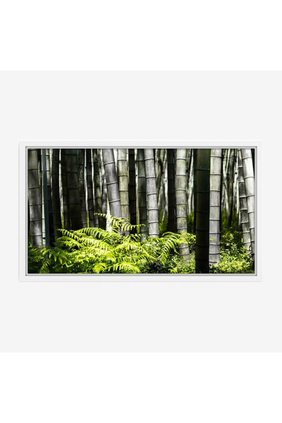 Tajridhome لوحة غابات - أعمدة خيزران - ألوان خضراء - هادئ - لوحات طبيعة - لوح...