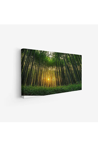 Tajridhome لوحة غابات - أشجار خضراء - ضوء الشمس - هادئ - لوحات طبيعة - لوحات ...