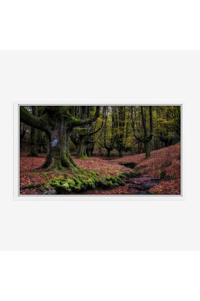 Tajridhome لوحة غابات - أشجار خضراء - أرضية مغطاة بالأوراق - هادئ - لوحات طبي...