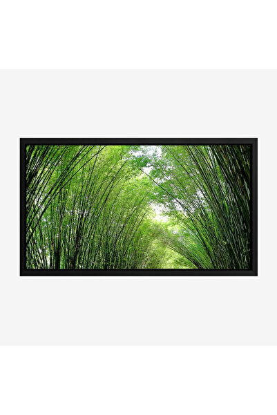 Tajridhome لوحة غابات - أشجار خضراء - إضاءة طبيعية - هادئ - لوحات طبيعة - لوح...