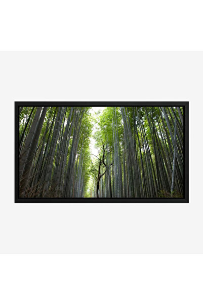 Tajridhome لوحة غابات - أشجار خضراء - إضاءة طبيعية - هادئ - لوحات طبيعة - لوح...