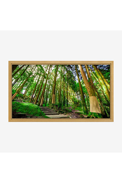 Tajridhome لوحة غابات - أشجار خضراء - إضاءة طبيعية - هادئ - لوحات طبيعة - لوح...