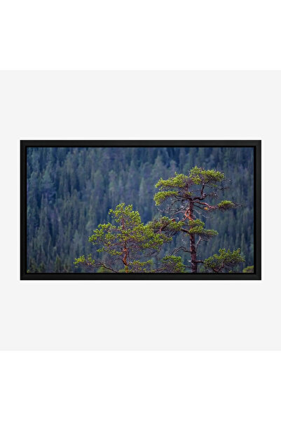 Tajridhome لوحة غابات - أشجار خضراء - خلفية جبلية - هادئ - لوحات طبيعة - لوحا...