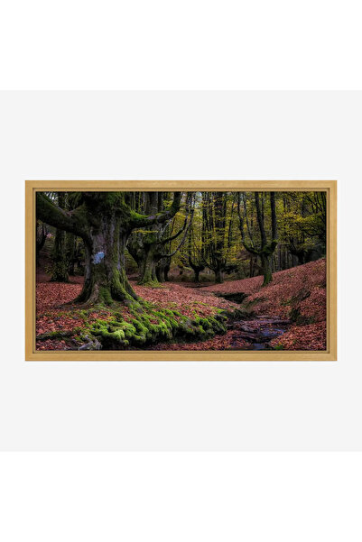 Tajridhome لوحة غابات - أشجار خضراء - أرضية مغطاة بالأوراق - هادئ - لوحات طبي...