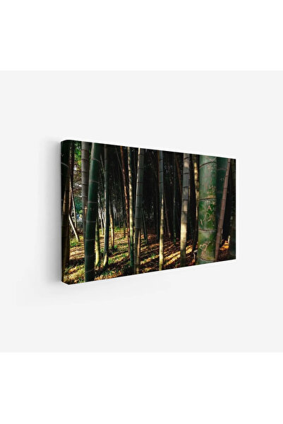 Tajridhome لوحة غابات - أشجار خضراء - إضاءة طبيعية - هادئ - لوحات طبيعة - لوح...