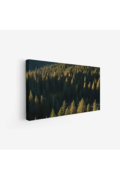 Tajridhome لوحة غابات - أشجار خضراء - إضاءة طبيعية - هادئ - لوحات طبيعة - لوح...