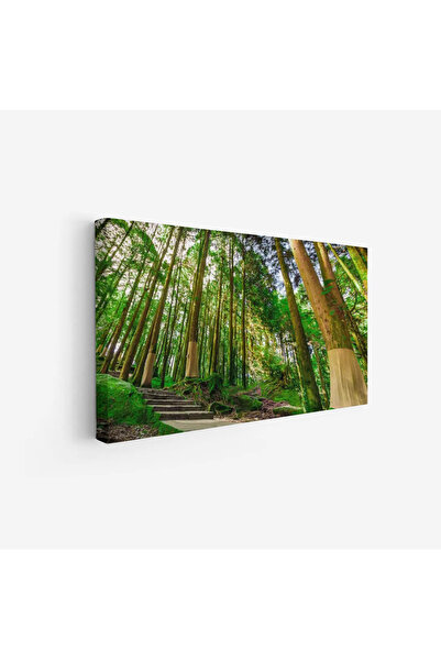 Tajridhome لوحة غابات - أشجار خضراء - إضاءة طبيعية - هادئ - لوحات طبيعة - لوح...