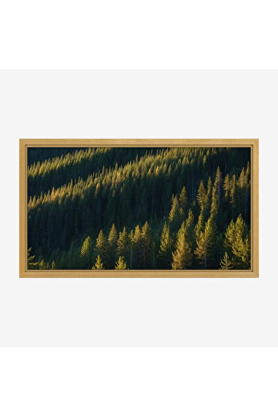 Tajridhome لوحة غابات - أشجار خضراء - إضاءة طبيعية - هادئ - لوحات طبيعة - لوح...