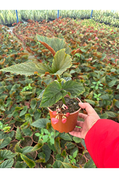 Arslanfidan Çilli Begonya - Söğüt Begonya