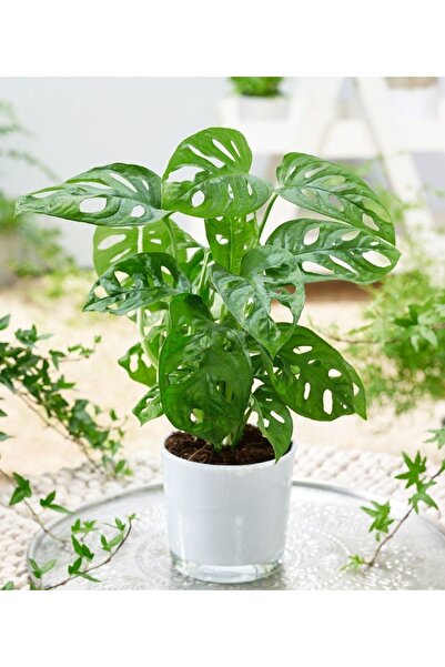 bitkiyeri Monstera Monkey Mask - Monstera Adansonii - Sarmaşık Deve Tabanı Bi...