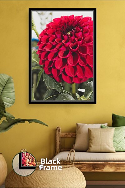 KOSS Dijital Floare de dahlia roșie, detaliată, în culori vii, fotografie nat...