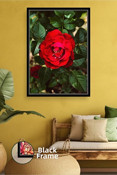 KOSS Dijital Κόκκινο τριαντάφυλλο σε μικρό μεγέθους Φωτογραφία λουλουδιών με ...