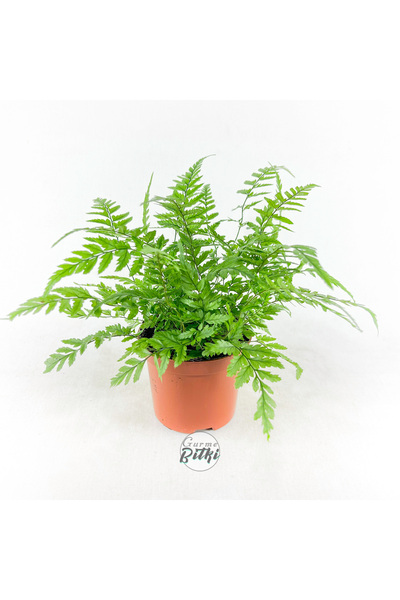 Gurme Bitki Athyrium Spicatum (8.5 cm Saksıda) Eğrelti Otu Fern