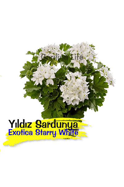 Gardina Yıldız Çiçekli Sardunya Fidesi Pure White 1 Adet ( Özel Tür )