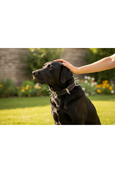 shop طوق كلب كبير الحجم ذو أشواك، أسود، آمن ومتين