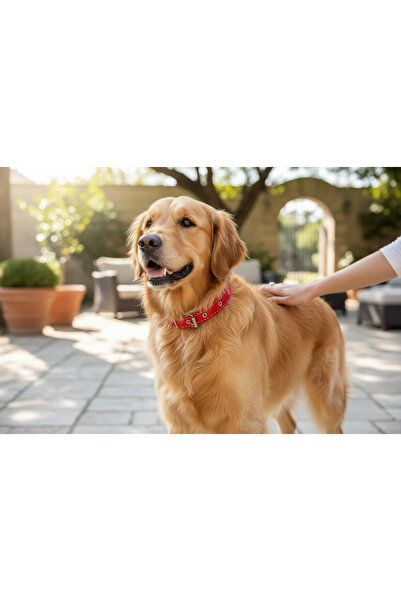 shop طوق كلب كبير الحجم