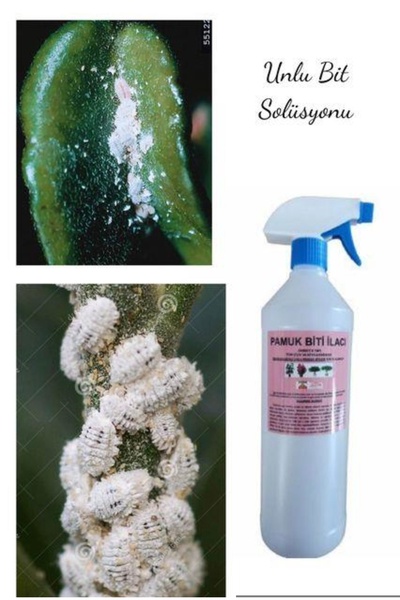 Armen Botanik Çiçekler Için Unlu Pamuk Biti İlacı