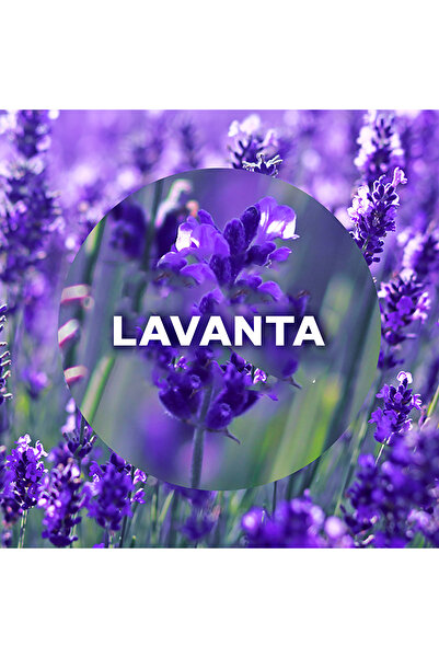 Air Wick Elektrikli Oda Kokusu Kit Lavanta