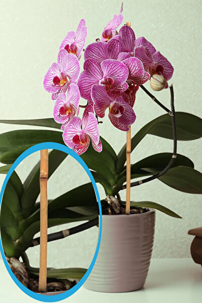 My Family 15 Adet Doğal Bambu Bitki Destek Çubuğu - Orkide ve Sarmaşık Çiçek ...